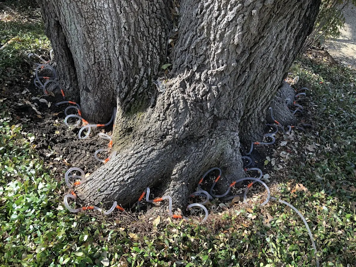 Detailed Tree Cabling and Bracing job site in Harrold