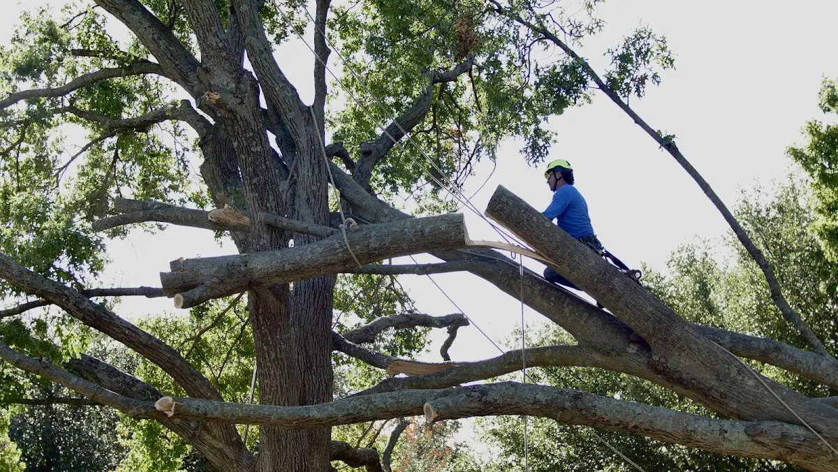 Professional Hazardous Tree Removal performed by certified arborists in Harrold